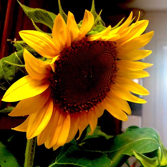 Meet your Posher, Spongeweiwei - Picture 1 of 1